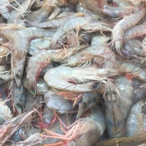 Large Shrimp 5 lbs